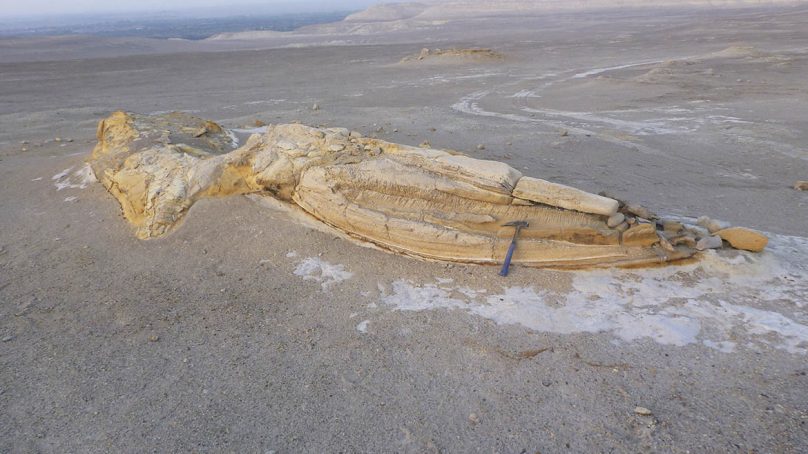 El Ingemmet y la SGP exhibirán fósil de reptil marino prehistórico hallado en Lima
